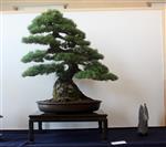 SBA-National Bonsai Exhibition 2014 (35).jpg